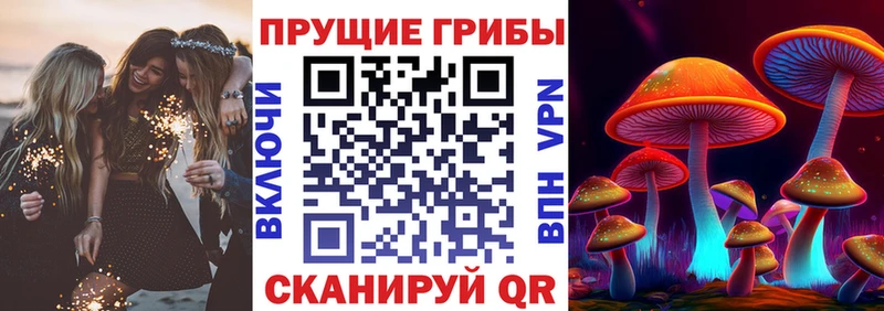 Галлюциногенные грибы Psilocybe  Бежецк 